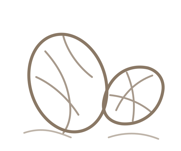Nutmeg